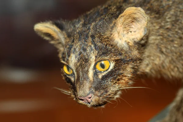 Iriomote дика кішка (prionailurus повідомили iriomotensis) в iriomote острова, Японія — стокове фото