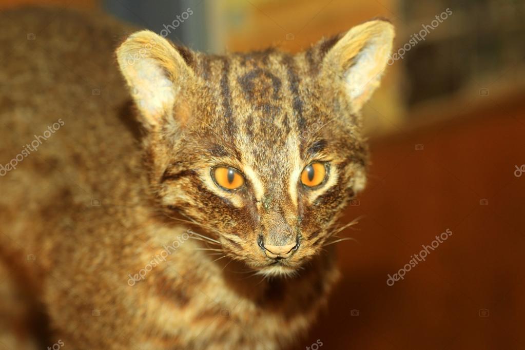 西表岛野生猫科动物 Prionailurus 孟加拉iriomotensis 在西表岛 日本 图库照片 C Feather0510 西表岛野生猫科动物 Prionailurus 孟加拉iriomotensis 在西表岛 日本 图库照片 C Feather0510