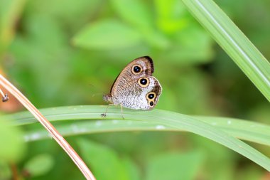 Ypthima masakii kelebek: Okinawa, Japan