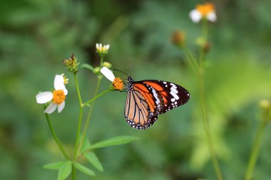 Japonya'da yaygın kaplan kelebek (salatura genutia)