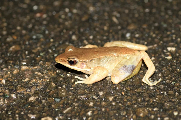 Greater tip-nosed frog (Odorrana supranarina) in Okinawa, Japan — Stock Photo, Image