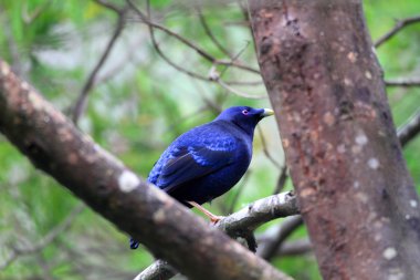Saten bowerbird (Ptilonorhynchus violaceus) Avustralya'da erkek