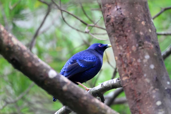 Cetim bowerbird (Ptilonorhynchus violaceus) macho na Austrália — Fotografia de Stock