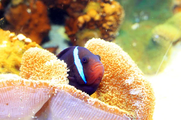 Un pez anémona de banda única (Amphiprion frenatus) en Japón —  Fotos de Stock