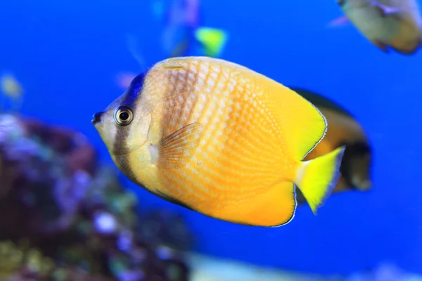 Soleado Mariposa (Chaetodon kleinii  ) — Foto de Stock