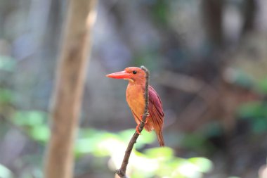 Kırmızı yalıçapkını (halcyon coromanda büyük), Japonya