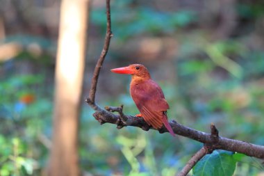Kırmızı yalıçapkını (halcyon coromanda büyük), Japonya