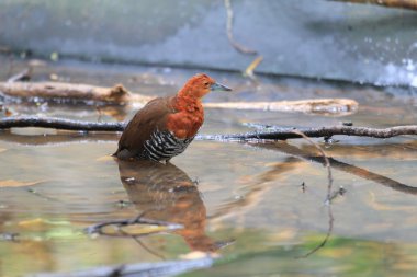 Japonya'da böğürlerin ayaklı sutavuğu (rallina eurizonoides telmatophila)