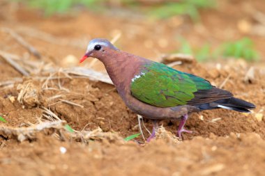 Japonya'da zümrüt güvercin (Chalcophas indica)