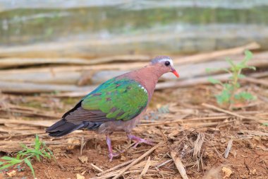 Japonya'da zümrüt güvercin (Chalcophas indica)