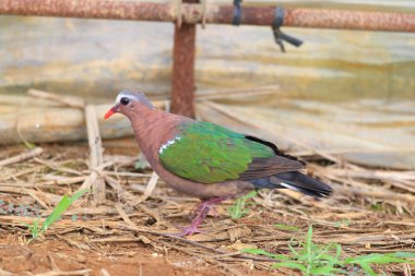 Japonya'da zümrüt güvercin (Chalcophas indica)