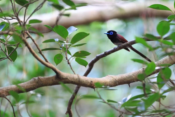 Japanese Paradise Flycatcher (Terpsiphone atrocaudata) in Japan — Stock Photo, Image