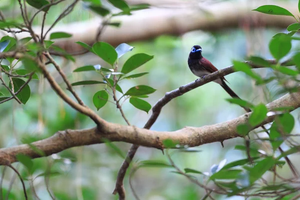 Paraíso japonés Flycatcher (Terpsiphone atrocaudata) en Japón — Foto de Stock