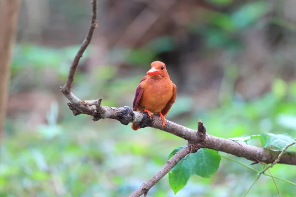Roter Eisvogel (halcyon coromanda major) in Japan — Stockfoto