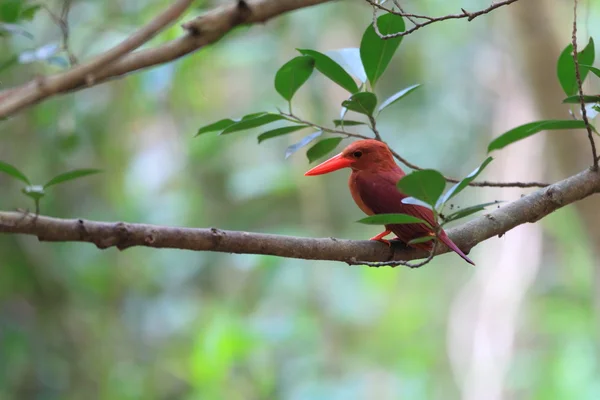 Ruddy Kingfisher (Halcyon coromanda major) no Japão — Fotografia de Stock