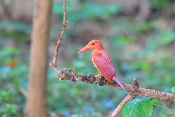 Ruddy kingfisher (halcyon coromanda stora) i japan — Stockfoto