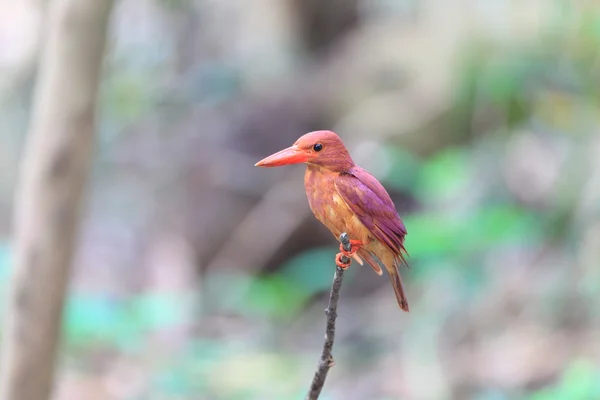 Rossig kingfisher (halcyon grote coromanda) in japan — Stockfoto