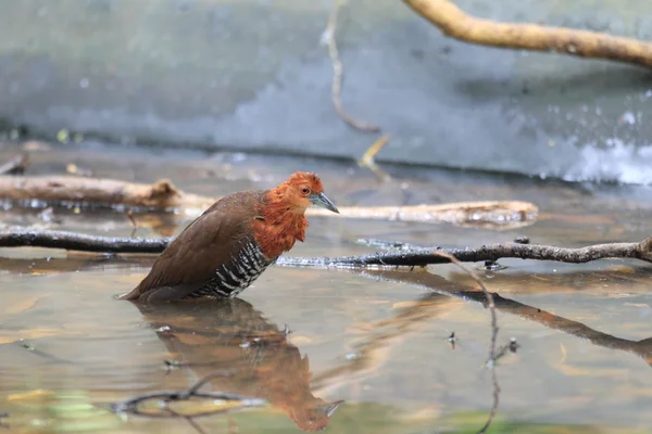 Râle tacheté (Rallina eurizonoides telmatophila) au Japon — Photo