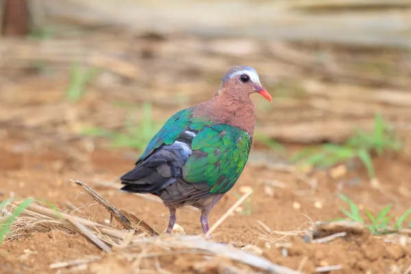 Szmaragd gołąb (Chalcophas indica) w Japonii — Zdjęcie stockowe