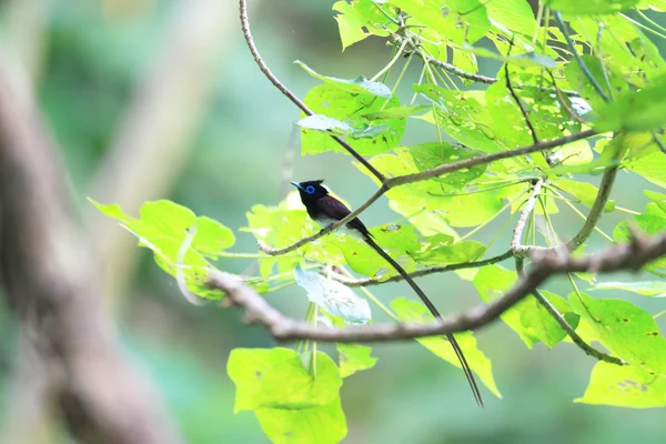 Japonský ráj flycatcher (terpsiphone atrocaudata) v Japonsku — Stock fotografie