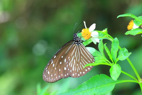 Ceylon blue glassy tijger (deopsis similis) in japan — Stockfoto