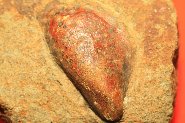 在日本的双壳类动物的化石 — 图库照片