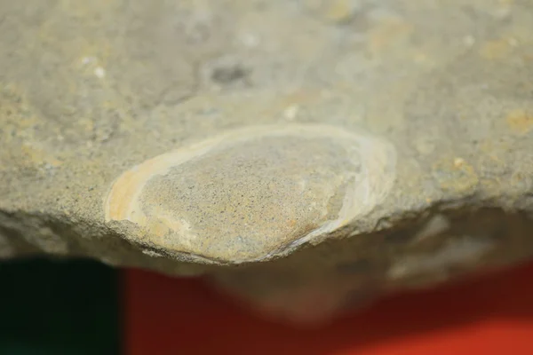 Fossile de bivalves au Japon — Photo