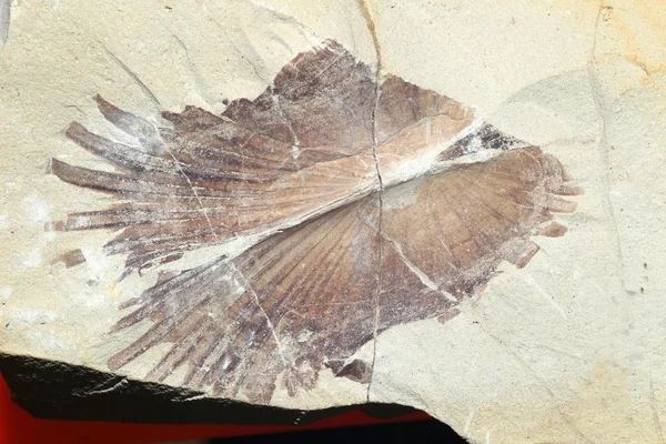 Fossil of bivalve in Japan — Stock Photo, Image