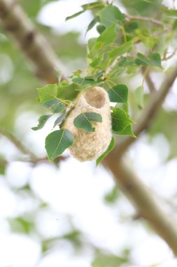 Çin çulha (remiz consobrinus) Kuzey Çin'de