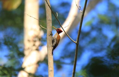 Kızıl saçlı Dinopium Chrysocolaptes erythrocephalus erkek Palawan Adası, Filipinler