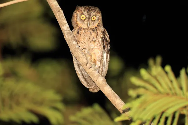 Mantanani гнездящаяся Сова (otus mantananensis) n Остров Палаван, Филиппины — стоковое фото