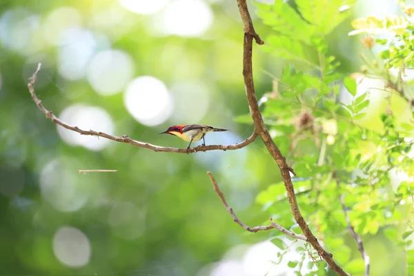 Lovely Sunbird (Aethopyga shelleyi) в Острів Палаван, Філіппіни — стокове фото
