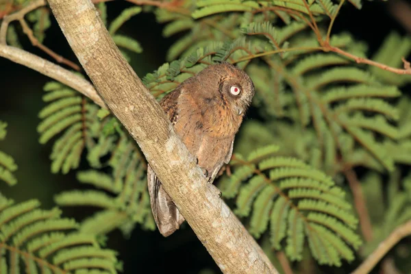 Mantanani scops sova (otus mantananensis) n palawan island, Filipíny — Stock fotografie
