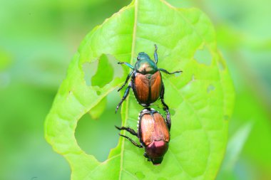 Japonya'da Japon böceği (popillia japonica)