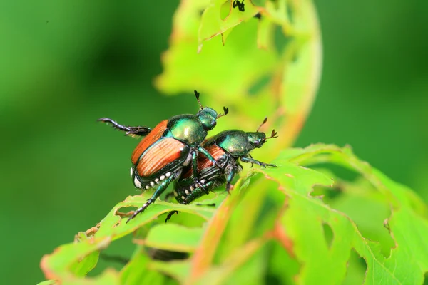 Japanese beetle (Popillia japonica) in Japan — Stock Photo, Image