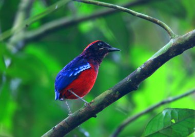 taman negara Ulusal Parkı, Malezya içinde Garnet pide (erythropitta granatina)
