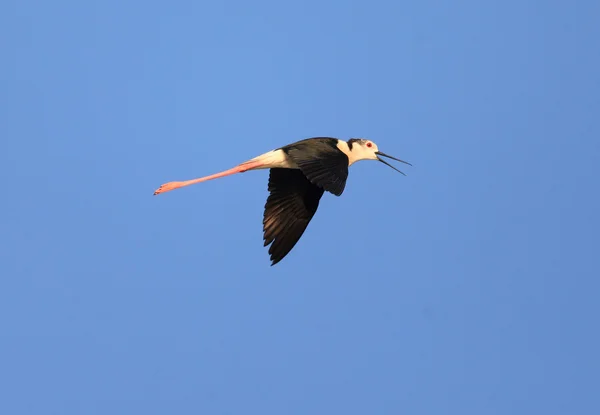 Чернокрылый клинт (Himantopus himantopus), летящий в Северном Китае — стоковое фото