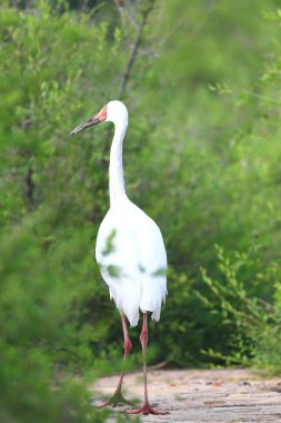 Kuzey Çin'de Sibirya vinç (grus leucogeranus)