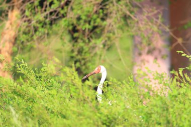 Kuzey Çin'de Sibirya vinç (grus leucogeranus)