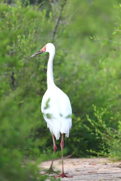 Siberische witte kraanvogel (grus leucogeranus) in Noord-china — Stockfoto