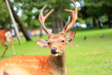 Sika geyiği (cervus nippon) Japonya