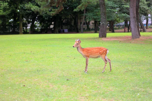 Sika Deer (Cervus nippon) in Japan — Stock Photo, Image
