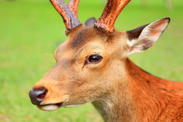 Cervos Sika (nippon Cervus) no Japão — Fotografia de Stock