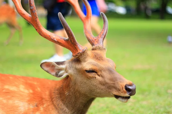 Sika-hirsch (cervus nippon) in japan — Stockfoto