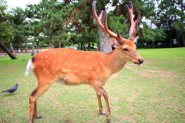 Jeleń wschodni, sika (cervus nippon) w Japonii — Zdjęcie stockowe