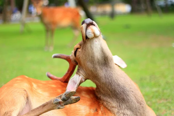 Sika JELEN (cervus nippon) v Japonsku — Stock fotografie