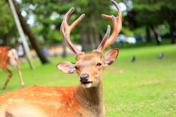 Sika Deer (Cervus nippon) in Giappone — Foto Stock