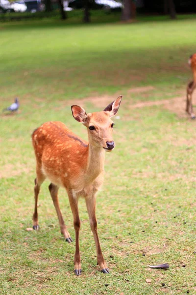 Jeleń wschodni, sika (cervus nippon) w Japonii — Zdjęcie stockowe