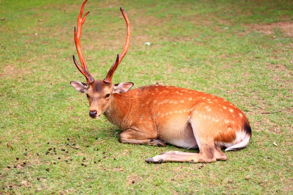 Cervos Sika (nippon Cervus) no Japão — Fotografia de Stock