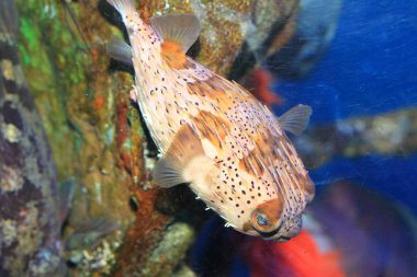Porcupinefish